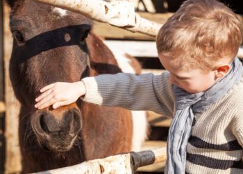 Child with pony in the mini zoo